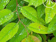 中国传统文化二十四节气之雨水